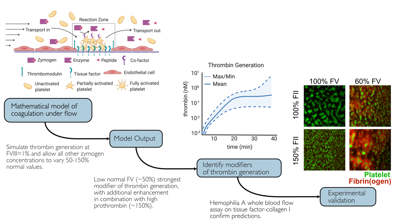 Systems biology of hemostasis Neeves Lab